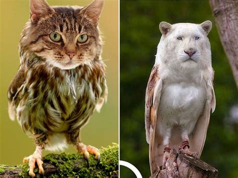 Great horned owls like skunks! Cat Owls Are The Perfect Animal Crossover (16 pics)