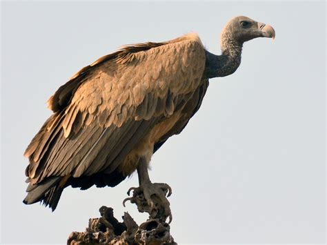 Indian Vulture Ebird