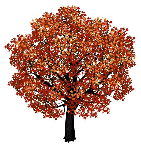 Download High Quality Tree Transparent Background Maple Transparent Png