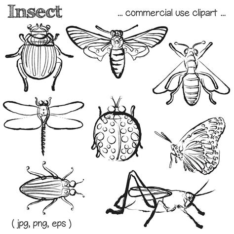 Insect Clipart Bug Clipart Bug Clip Art Insect Clip Art Etsy