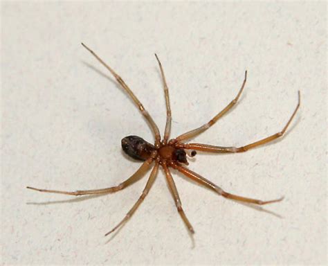 Steatoda Grossa Bugguidenet