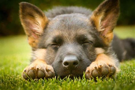 Can A German Shepherd Puppy Sleep Outside World Of Dogz