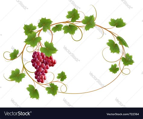 Red Grape Vine Royalty Free Vector Image Vectorstock