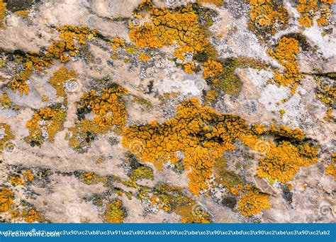 Background Texture Lichen On The Rock Surface Stock Photo Image Of
