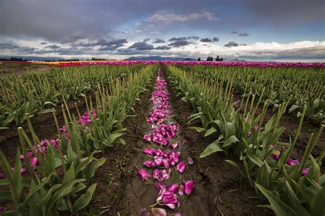 Skagit Tulip Festival Photo Tours Register Online