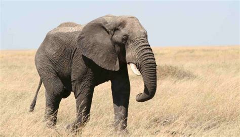 A Poaching Epidemic 100000 African Elephants Were Killed In Just