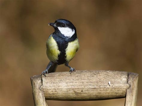 The Great Tit Population Identification And Song Saga