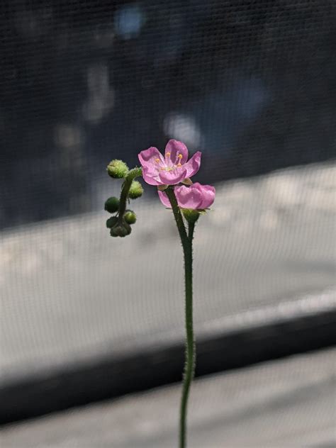 Newbie Here My Sundew Plant Bloomed How Would I Go About Harvesting