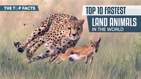 Fastest Land Animals Top 10 Fastest Land Animals The Top Facts