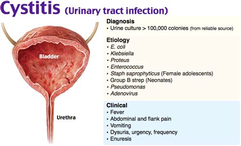 Cystitis Nurse Practitioner School Nursing Assessment Nursing Fun