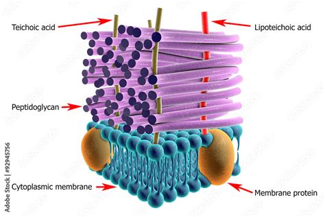 Structure Of Cell Wall Of Gram Positive Bacteria Stock Illustration