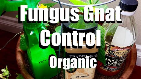 How To Control Fungus Gnats Organically Growing Your Indoor Garden