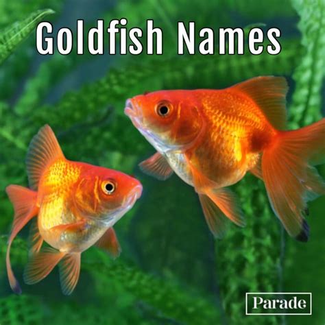 100 Fish Names Funny Cute For Guppies Goldfish More Parade