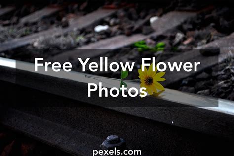 Free Stock Photos Of Yellow Flower · Pexels