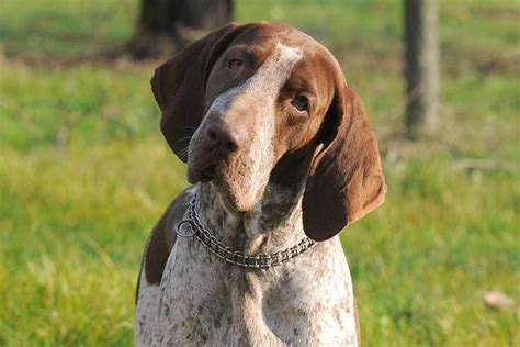 What To Feed Your Bracco Italiano Diets And Feeding Methods For Your Dog