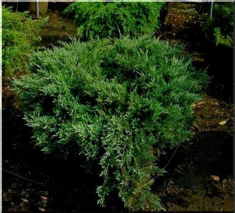 Juniperus Horizontalis Hughes Jałowiec Płożący Hughes Foto