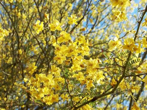 All rancho palos verdes restaurants. Blue Palo Verde (Cercidium floridum), a blue-green tree ...