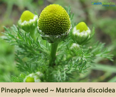 Pineapple Weed Facts And Health Benefits