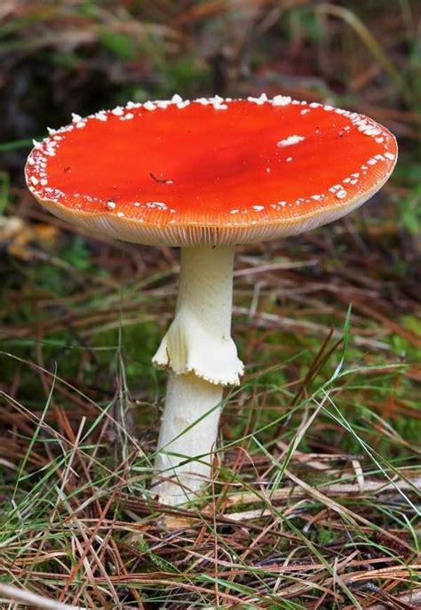 Mesmerizing World Of Colorful Mushrooms Klykercom