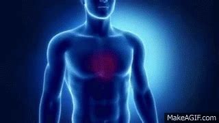 Aparato Circulatorio Gif Sistemas Del Cuerpo Humano Prueba My XXX Hot