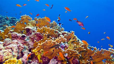 Underwater World Red Fish Corals Desktop Backgrounds Hd