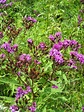 Discovering His Creation: Giant Ironweed-Tall Ironweed (Vernonia ...