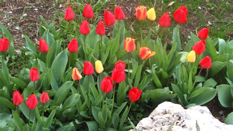 PlantaciÓn Y Cuidado De Bulbos Primaverales Tulipanes Narcisos