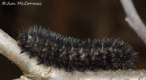 When picked up, their stiff, smooth spines are bent backward and they tend to push the caterpillars forward and out of the grip (wagner 2009). Ohio Birds and Biodiversity: Giant Leopard Moth cats on ...
