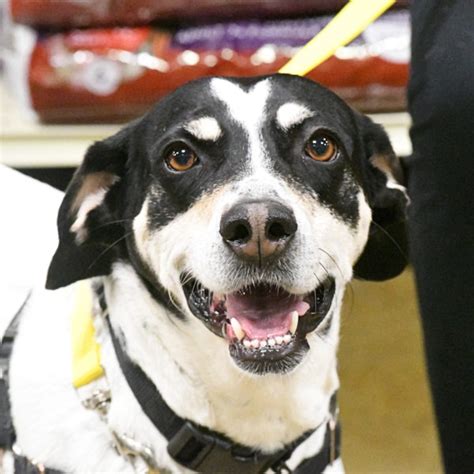 Lost Dog And Cat Rescue Foundation Arlington Va