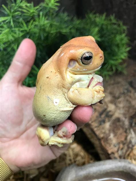 Sold Yellow Female Adult Dumpy Tree Frogs Faunaclassifieds