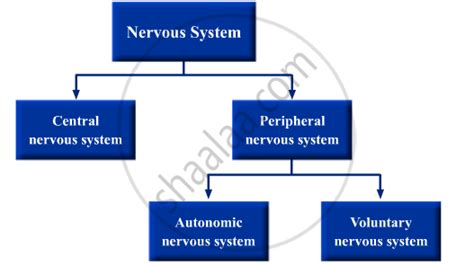 Draw A Flow Chart To Show The Classification Of The Nervous System Into