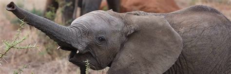 The Cutest Baby Elephant Pictures Ever Elephant World