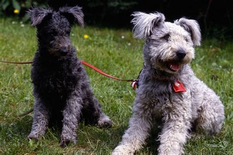 Pumi Dog Info History Temperament Training Puppies Pictures