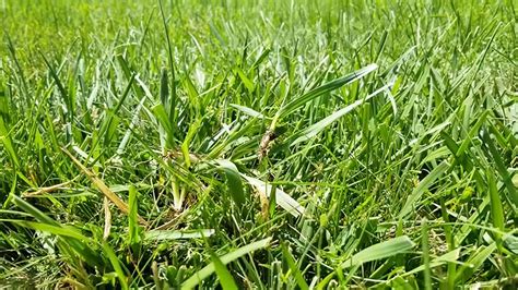 What Does Crabgrass Look Like Garden Sigma