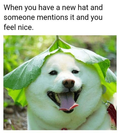 50 Of The Most Loved Doggo Memes Of 2018 Will Make Your Heart Feel