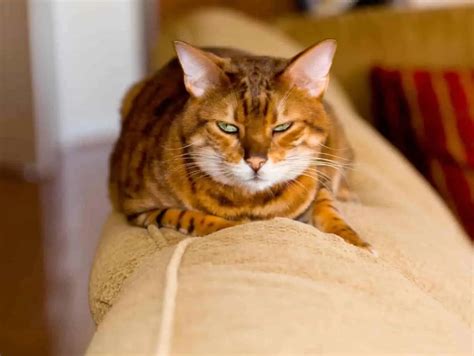 10 Meanest Cat Breed You Should Know Beware Of These Angry Cats