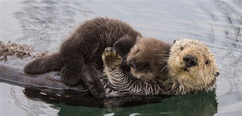 Cuddle Party One Grad Students Reflection On Her Love For Sea Otters