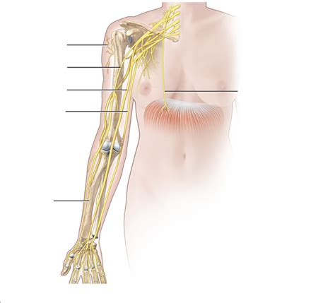 Major Nerves From The Cervical And Brachial Plexuses Diagram Quizlet