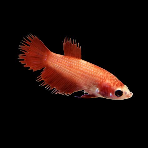Red Female Crowntail Betta Fish Petco
