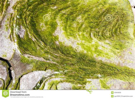 Algae On The Rock Stock Photo Image Of Growth Pattern 53943630