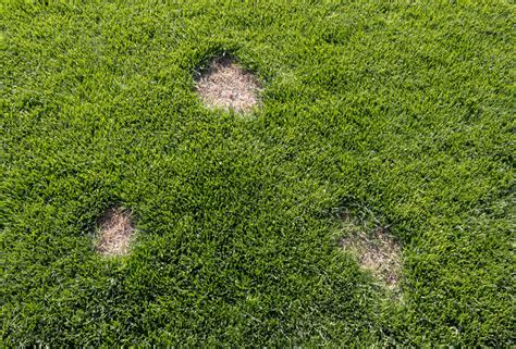 Learn How To Get Rid Of Brown Spots In Grass And Keep Them Out
