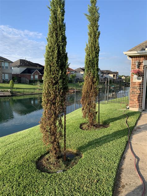Can These Italian Cypress Be Saved Rgardening