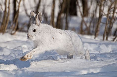 Snowshoe Hare Rabbit Pictures Snowshoe Hare Cute Animals