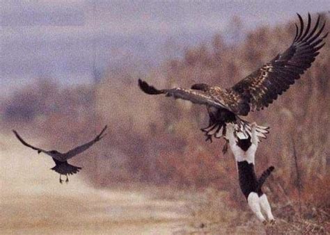 Hungry Eagle Snatches Flies Away With Womans Dog