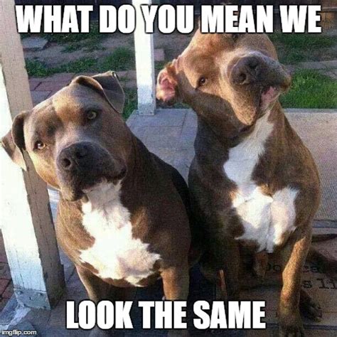 Image Tagged In Pit Bulls Imgflip