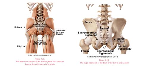 Hip Pain Explained Including Structures And Anatomy Of The Hip And Pelvis