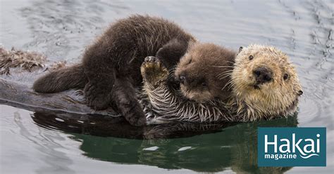 North american river otters have long . Difference Between Sea Otter And River Otter