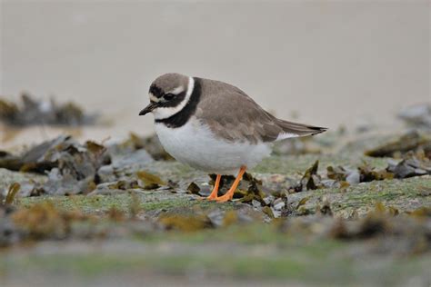 Bird Aware Solent 🦆 Birdawaresolent Twitter