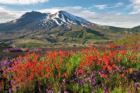 Wildflowers Along Johnston Ridge In Mt St Helens National Monument