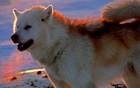 Eskimo Sled Dog By Takunaktiit On Deviantart